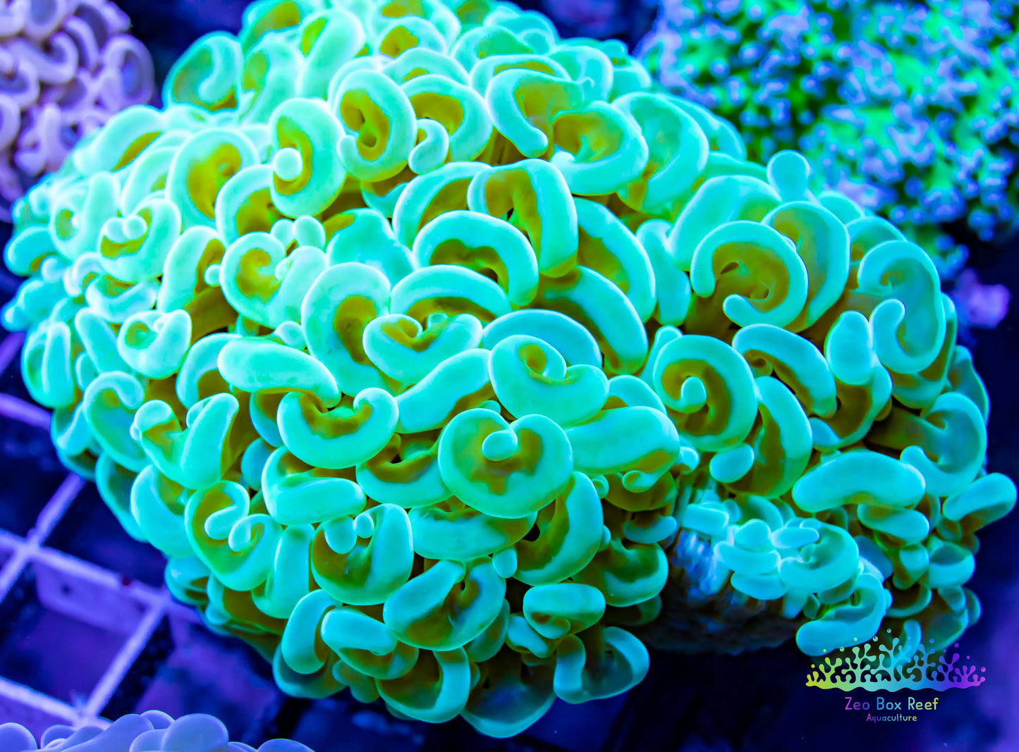 Euphyllia Coral- LPS- Gold Stem Hammer  -WYSIWYG 8cm Euphyllia Coral- LPS- Gold Stem Hammer  -WYSIWYG 8cm  Euphyllia Coral- LPS- Gold Stem Hammer  -WYSIWYG 8cm Zeo Box Reef
