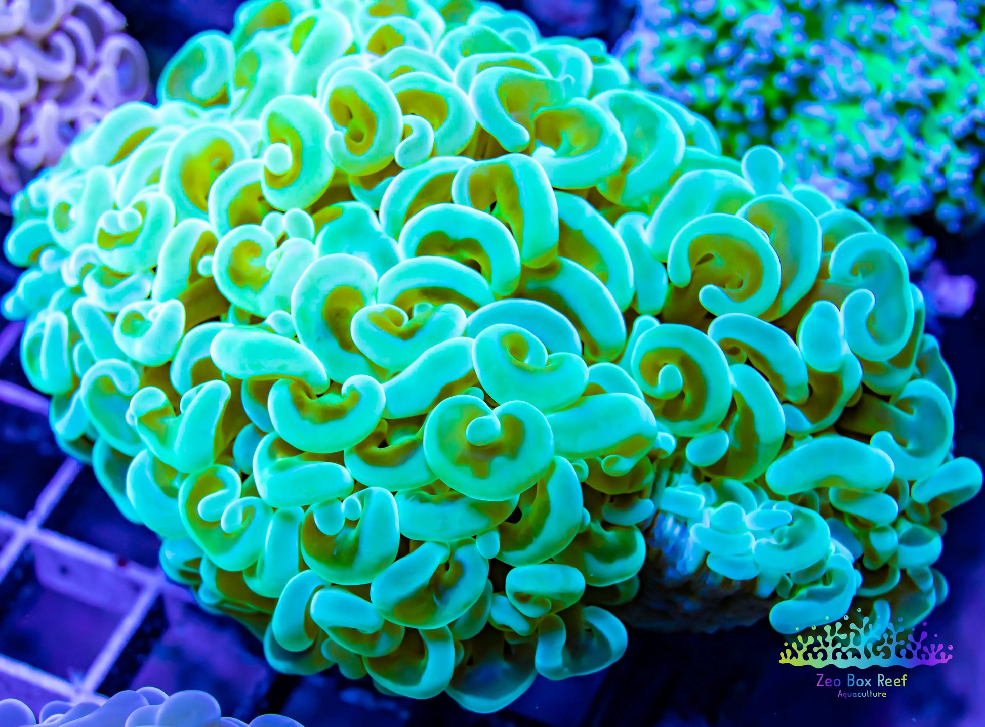 Euphyllia Coral- LPS- Gold Stem Hammer  -WYSIWYG 8cm Euphyllia Coral- LPS- Gold Stem Hammer  -WYSIWYG 8cm  Euphyllia Coral- LPS- Gold Stem Hammer  -WYSIWYG 8cm Zeo Box Reef