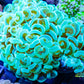 Euphyllia Coral- LPS- Gold Stem Hammer  -WYSIWYG 8cm Euphyllia Coral- LPS- Gold Stem Hammer  -WYSIWYG 8cm  Euphyllia Coral- LPS- Gold Stem Hammer  -WYSIWYG 8cm Zeo Box Reef