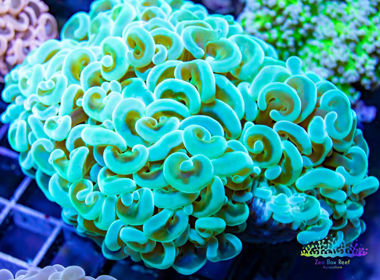 Euphyllia Coral- LPS- Gold Stem Hammer  -WYSIWYG 8cm Euphyllia Coral- LPS- Gold Stem Hammer  -WYSIWYG 8cm  Euphyllia Coral- LPS- Gold Stem Hammer  -WYSIWYG 8cm Zeo Box Reef