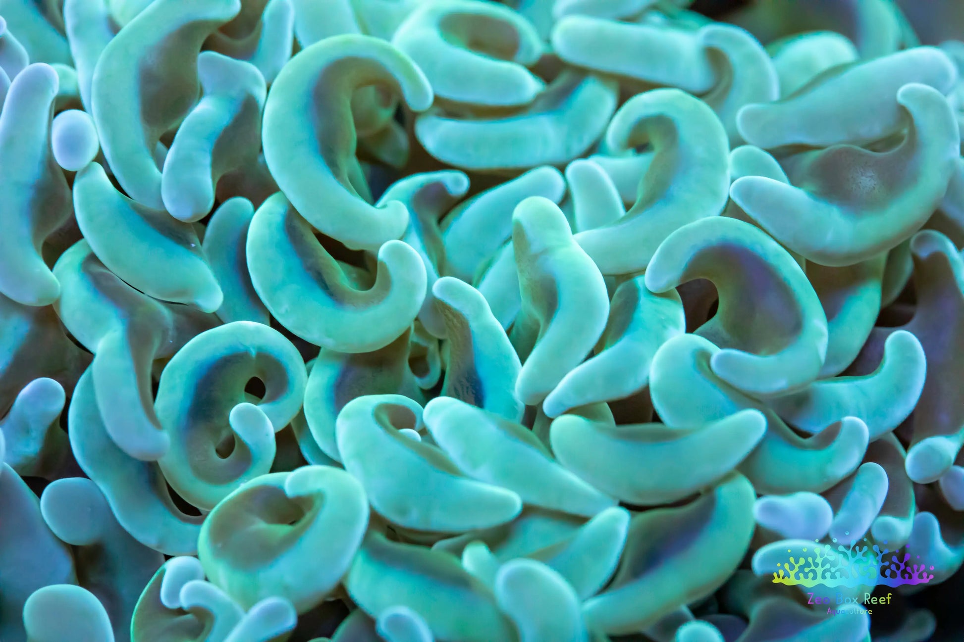 Euphyllia Coral- LPS- Hammer  -WYSIWYG Euphyllia Coral- LPS- Hammer  -WYSIWYG  Euphyllia Coral- LPS- Hammer  -WYSIWYG Zeo Box Reef