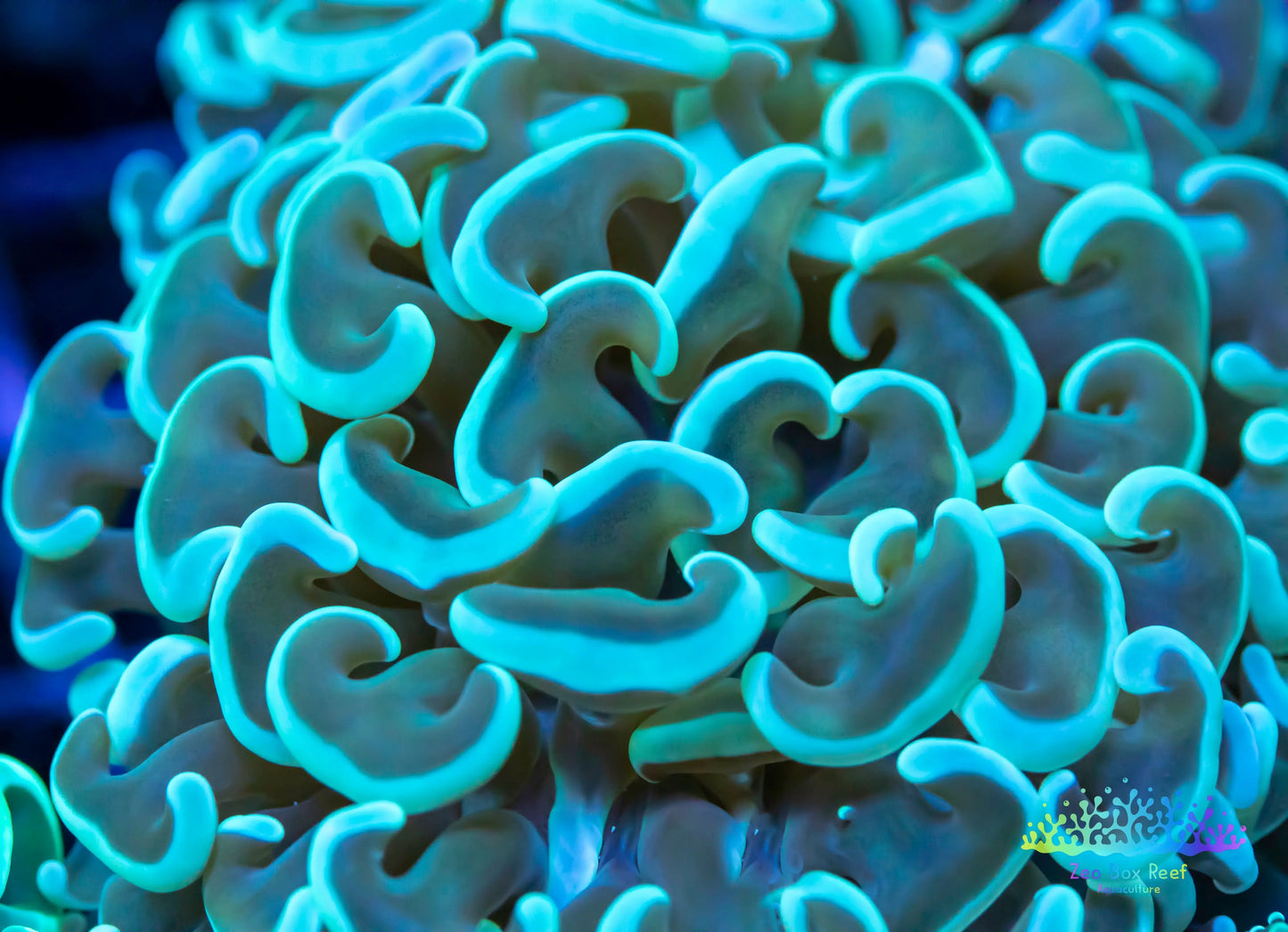 Euphyllia Coral- LPS- Hammer  -WYSIWYG Euphyllia Coral- LPS- Hammer  -WYSIWYG  Euphyllia Coral- LPS- Hammer  -WYSIWYG Zeo Box Reef