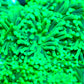 Euphyllia Coral- LPS- Incredible Hulk ☢ Torch Coral Euphyllia Coral- LPS- Incredible Hulk ☢ Torch Coral LPS Euphyllia Coral- LPS- Incredible Hulk ☢ Torch Coral Zeo Box Reef