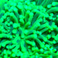 Euphyllia Coral- LPS- Incredible Hulk ☢ Torch Coral Euphyllia Coral- LPS- Incredible Hulk ☢ Torch Coral LPS Euphyllia Coral- LPS- Incredible Hulk ☢ Torch Coral Zeo Box Reef