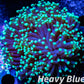 Euphyllia Coral- LPS- QLD Green Tip-  WYSIWYG Torch Coral 6cm Euphyllia Coral- LPS- QLD Green Tip-  WYSIWYG Torch Coral 6cm LPS Euphyllia Coral- LPS- QLD Green Tip-  WYSIWYG Torch Coral 6cm Zeo Box Reef