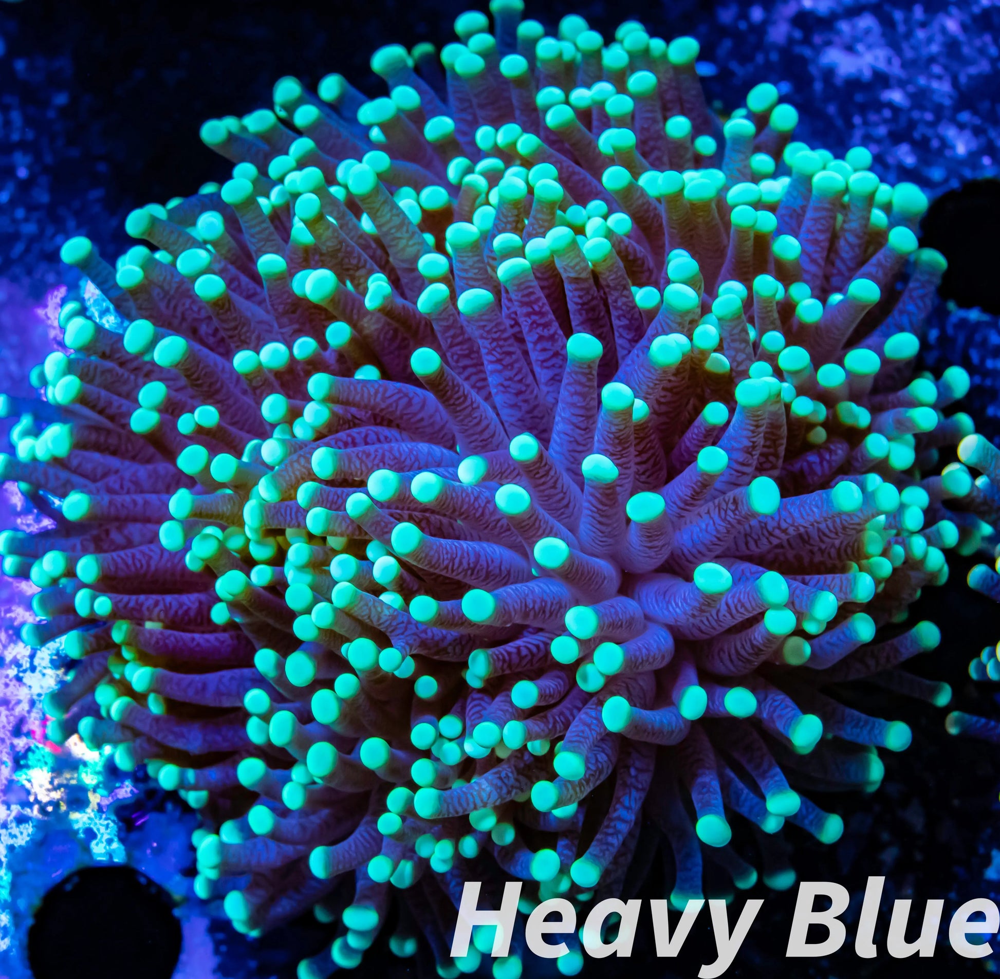 Euphyllia Coral- LPS- QLD Green Tip-  WYSIWYG Torch Coral 6cm Euphyllia Coral- LPS- QLD Green Tip-  WYSIWYG Torch Coral 6cm LPS Euphyllia Coral- LPS- QLD Green Tip-  WYSIWYG Torch Coral 6cm Zeo Box Reef