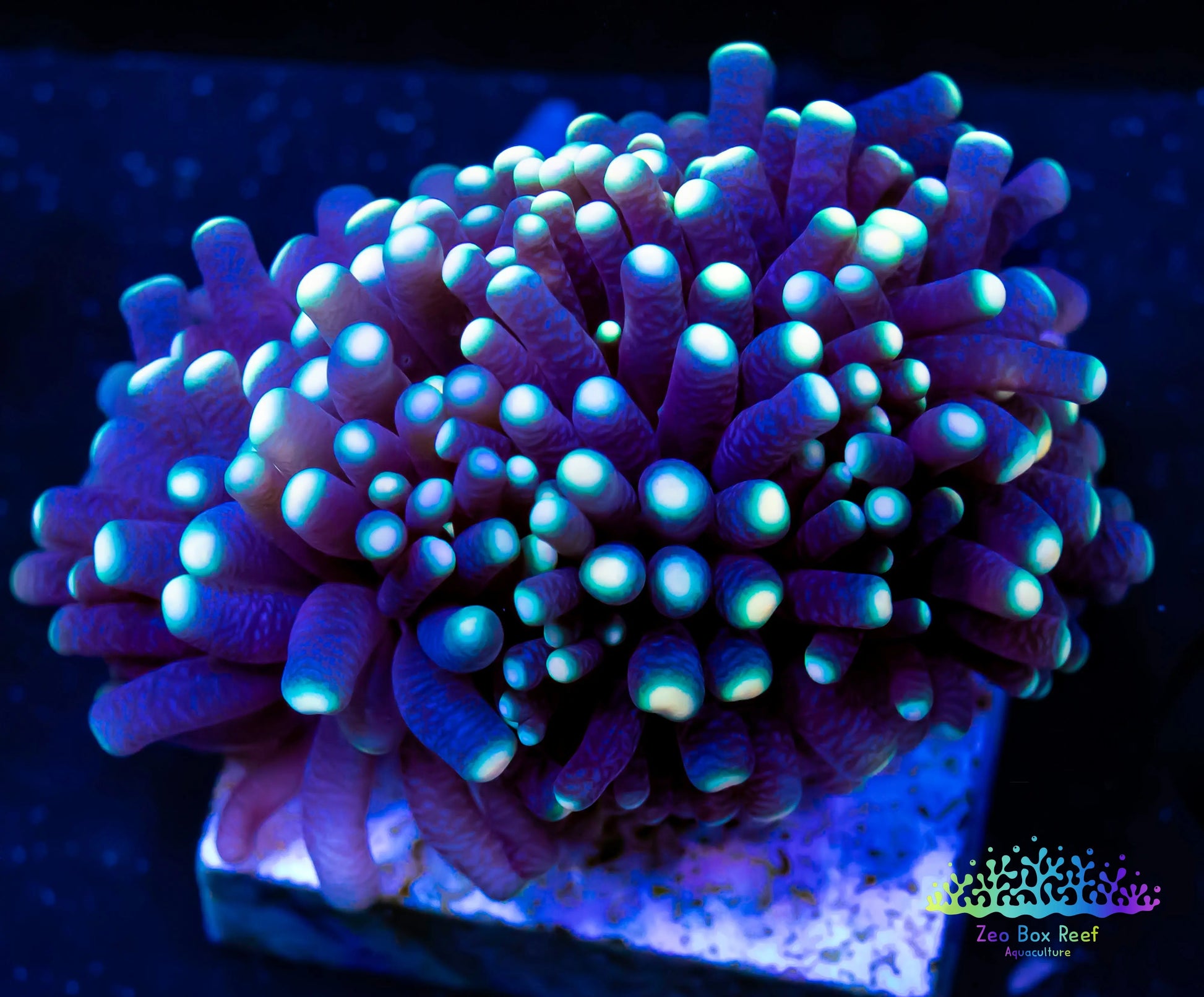 Euphyllia Coral- LPS- Yellow Tip RASTA Torch Coral Frag Euphyllia Coral- LPS- Yellow Tip RASTA Torch Coral Frag Hobbies & Creative Arts Euphyllia Coral- LPS- Yellow Tip RASTA Torch Coral Frag Zeo Box Reef Aquaculture