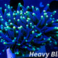 Euphyllia Coral- LPS- Yellow Tip RASTA Torch Coral Euphyllia Coral- LPS- Yellow Tip RASTA Torch Coral Hobbies & Creative Arts Euphyllia Coral- LPS- Yellow Tip RASTA Torch Coral Zeo Box Reef Aquaculture