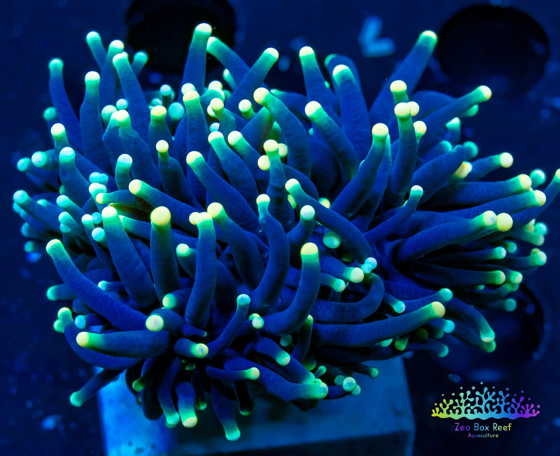 Euphyllia Coral- LPS- Yellow Tip RASTA Torch Coral Euphyllia Coral- LPS- Yellow Tip RASTA Torch Coral Hobbies & Creative Arts Euphyllia Coral- LPS- Yellow Tip RASTA Torch Coral Zeo Box Reef Aquaculture