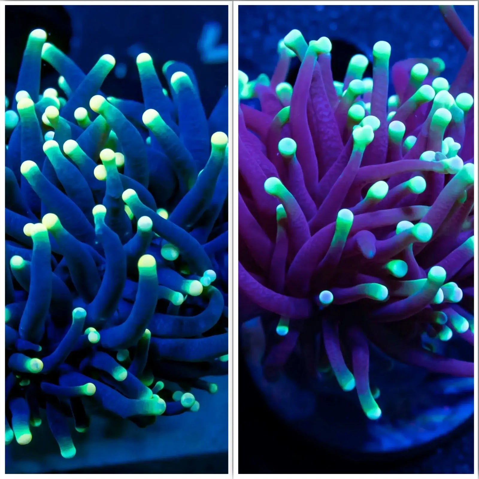 Euphyllia Coral- LPS- Yellow Tip RASTA Torch Coral single head Euphyllia Coral- LPS- Yellow Tip RASTA Torch Coral single head Hobbies & Creative Arts Euphyllia Coral- LPS- Yellow Tip RASTA Torch Coral single head Zeo Box Reef Aquaculture