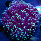 Euphyllia Glabrescens Coral - LPS- Toxic Green Tip Torch Coral  WYSIWYG Euphyllia Glabrescens Coral - LPS- Toxic Green Tip Torch Coral  WYSIWYG LPS Euphyllia Glabrescens Coral - LPS- Toxic Green Tip Torch Coral  WYSIWYG Zeo Box Reef