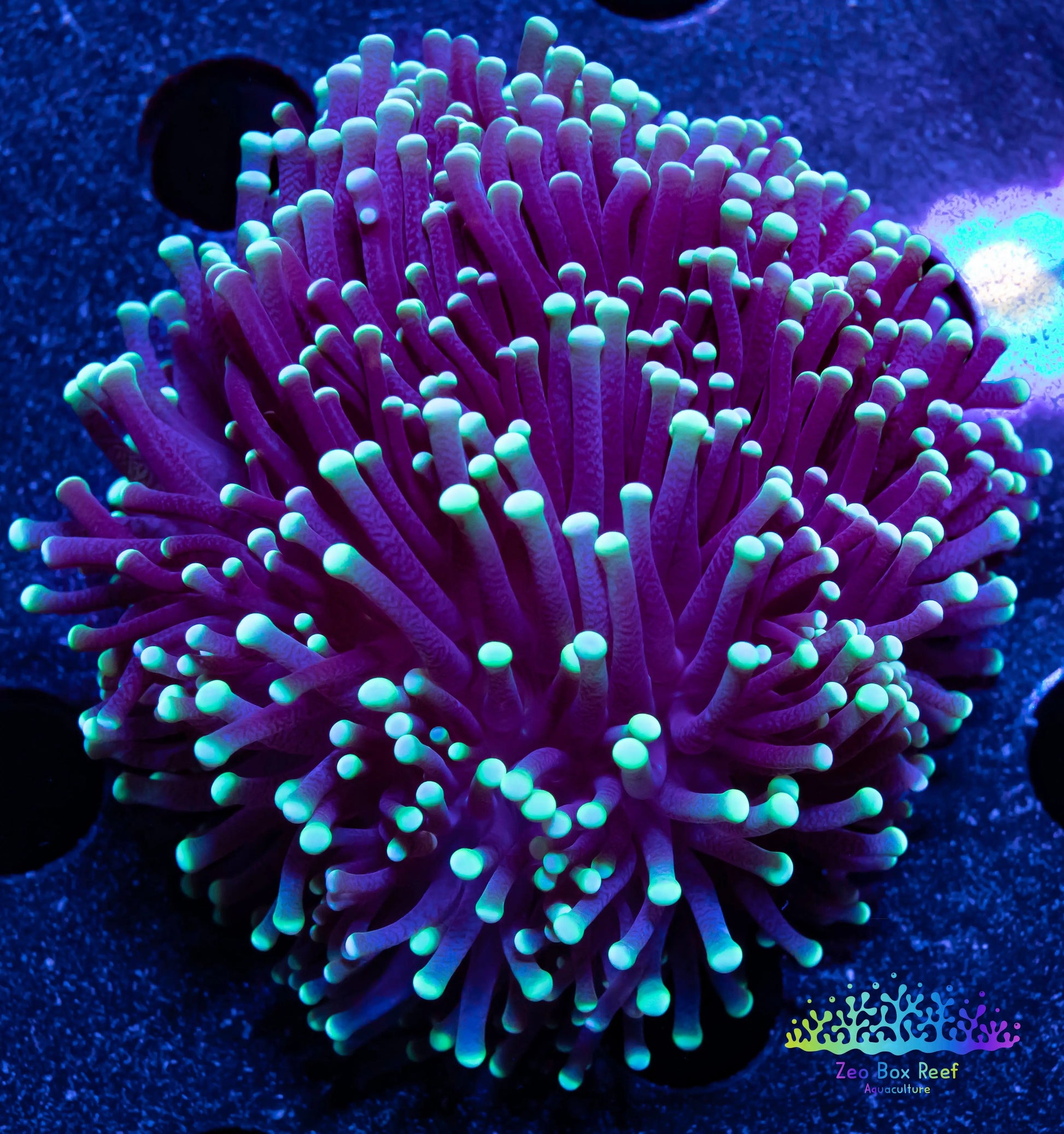Euphyllia Glabrescens Coral - LPS- Toxic Green Tip Torch Coral  WYSIWYG Euphyllia Glabrescens Coral - LPS- Toxic Green Tip Torch Coral  WYSIWYG LPS Euphyllia Glabrescens Coral - LPS- Toxic Green Tip Torch Coral  WYSIWYG Zeo Box Reef