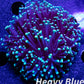 Euphyllia Glabrescens Coral - LPS- Toxic Green Tip Torch Coral  WYSIWYG Euphyllia Glabrescens Coral - LPS- Toxic Green Tip Torch Coral  WYSIWYG LPS Euphyllia Glabrescens Coral - LPS- Toxic Green Tip Torch Coral  WYSIWYG Zeo Box Reef