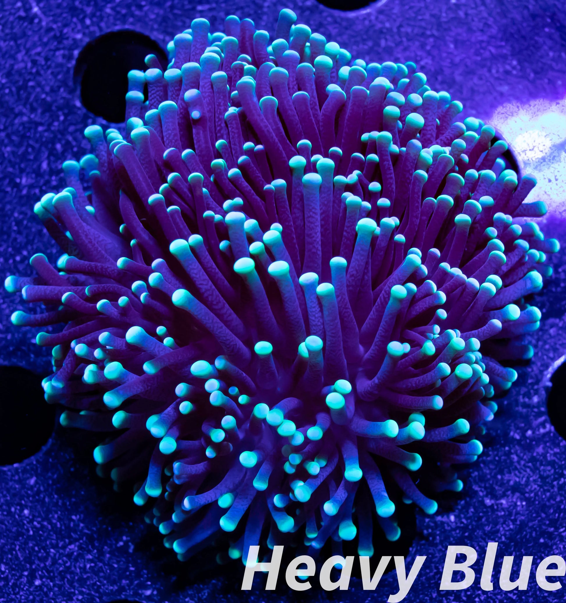 Euphyllia Glabrescens Coral - LPS- Toxic Green Tip Torch Coral  WYSIWYG Euphyllia Glabrescens Coral - LPS- Toxic Green Tip Torch Coral  WYSIWYG LPS Euphyllia Glabrescens Coral - LPS- Toxic Green Tip Torch Coral  WYSIWYG Zeo Box Reef