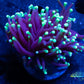 Euphyllia Glabrescens Coral - LPS- Toxic Green Tip Torch Coral Euphyllia Glabrescens Coral - LPS- Toxic Green Tip Torch Coral LPS Euphyllia Glabrescens Coral - LPS- Toxic Green Tip Torch Coral Zeo Box Reef