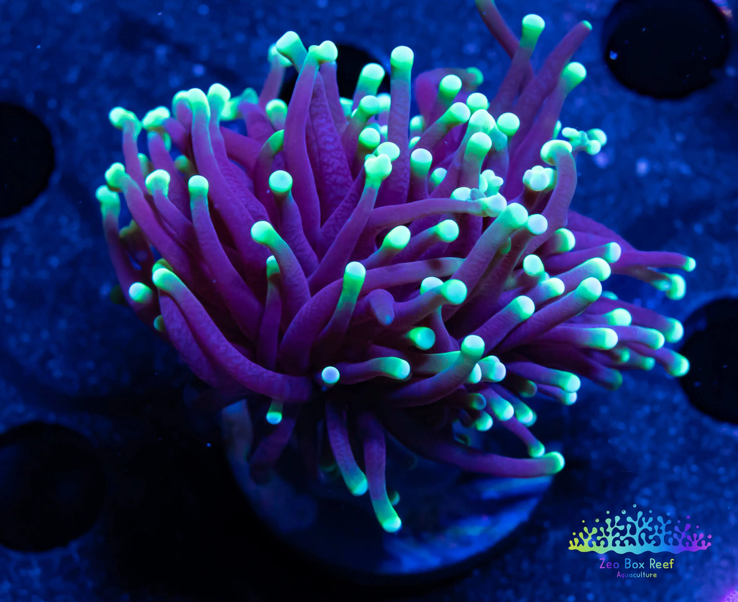 Euphyllia Glabrescens Coral - LPS- Toxic Green Tip Torch Coral Euphyllia Glabrescens Coral - LPS- Toxic Green Tip Torch Coral LPS Euphyllia Glabrescens Coral - LPS- Toxic Green Tip Torch Coral Zeo Box Reef