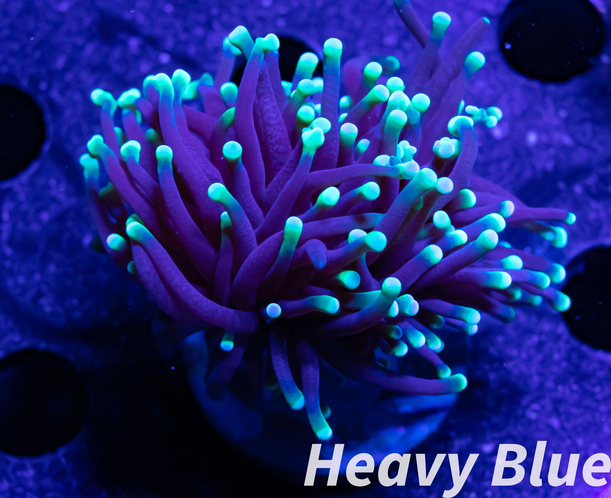 Euphyllia Glabrescens Coral - LPS- Toxic Green Tip Torch Coral Euphyllia Glabrescens Coral - LPS- Toxic Green Tip Torch Coral LPS Euphyllia Glabrescens Coral - LPS- Toxic Green Tip Torch Coral Zeo Box Reef