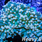 Euphyllia Glabrescens Coral- LPS-  WYSIWYG Torch Coral 8cm Euphyllia Glabrescens Coral- LPS-  WYSIWYG Torch Coral 8cm LPS Euphyllia Glabrescens Coral- LPS-  WYSIWYG Torch Coral 8cm Zeo Box Reef