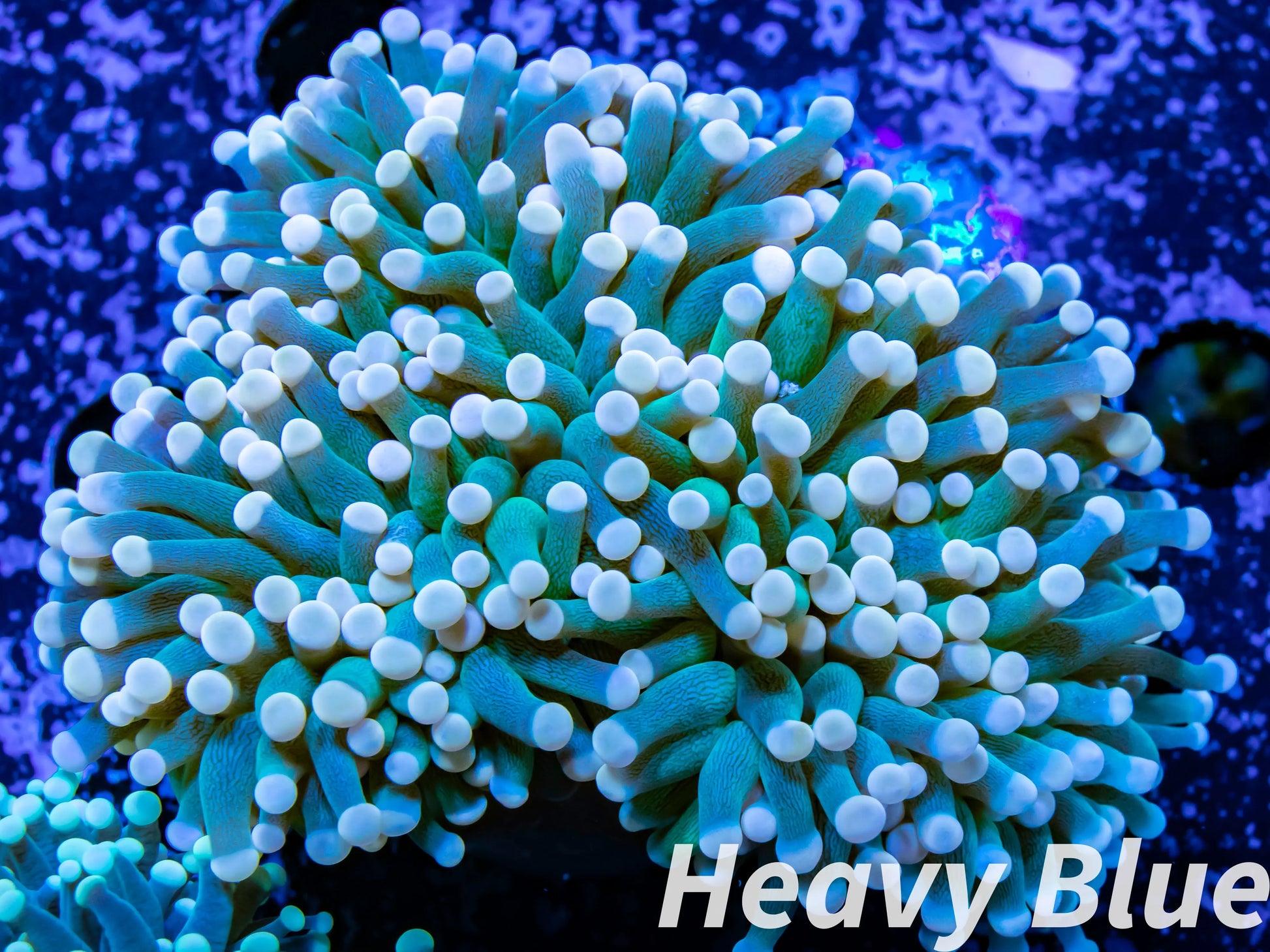 Euphyllia Glabrescens Coral- LPS-  WYSIWYG Torch Coral 8cm Euphyllia Glabrescens Coral- LPS-  WYSIWYG Torch Coral 8cm LPS Euphyllia Glabrescens Coral- LPS-  WYSIWYG Torch Coral 8cm Zeo Box Reef