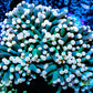 Euphyllia Glabrescens Coral- LPS-  WYSIWYG Torch Coral 8cm Euphyllia Glabrescens Coral- LPS-  WYSIWYG Torch Coral 8cm LPS Euphyllia Glabrescens Coral- LPS-  WYSIWYG Torch Coral 8cm Zeo Box Reef