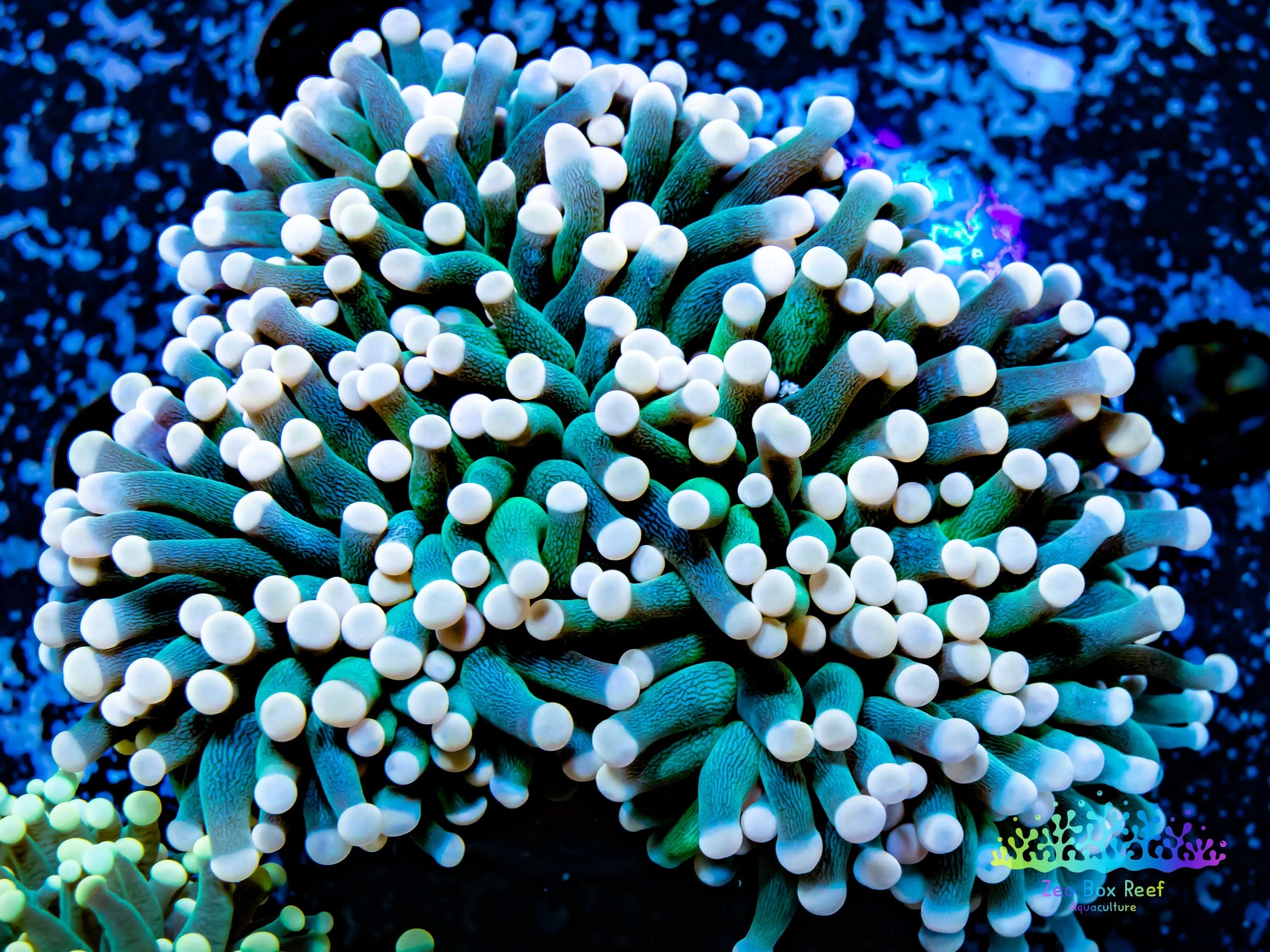 Euphyllia Glabrescens Coral- LPS-  WYSIWYG Torch Coral 8cm Euphyllia Glabrescens Coral- LPS-  WYSIWYG Torch Coral 8cm LPS Euphyllia Glabrescens Coral- LPS-  WYSIWYG Torch Coral 8cm Zeo Box Reef