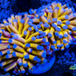 Euphyllia Glabrescens Coral- LPS- Blue Tip 24K Gold Torch Coral 8cm WYSIWYG Euphyllia Glabrescens Coral- LPS- Blue Tip 24K Gold Torch Coral 8cm WYSIWYG LPS Euphyllia Glabrescens Coral- LPS- Blue Tip 24K Gold Torch Coral 8cm WYSIWYG Zeo Box Reef