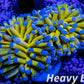 Euphyllia Glabrescens Coral- LPS- Blue Tip 24K Gold Torch Coral 8cm WYSIWYG Euphyllia Glabrescens Coral- LPS- Blue Tip 24K Gold Torch Coral 8cm WYSIWYG LPS Euphyllia Glabrescens Coral- LPS- Blue Tip 24K Gold Torch Coral 8cm WYSIWYG Zeo Box Reef