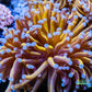 Euphyllia Glabrescens Coral- LPS- Blue Tip 24K Gold Torch Coral 8cm WYSIWYG Euphyllia Glabrescens Coral- LPS- Blue Tip 24K Gold Torch Coral 8cm WYSIWYG LPS Euphyllia Glabrescens Coral- LPS- Blue Tip 24K Gold Torch Coral 8cm WYSIWYG Zeo Box Reef