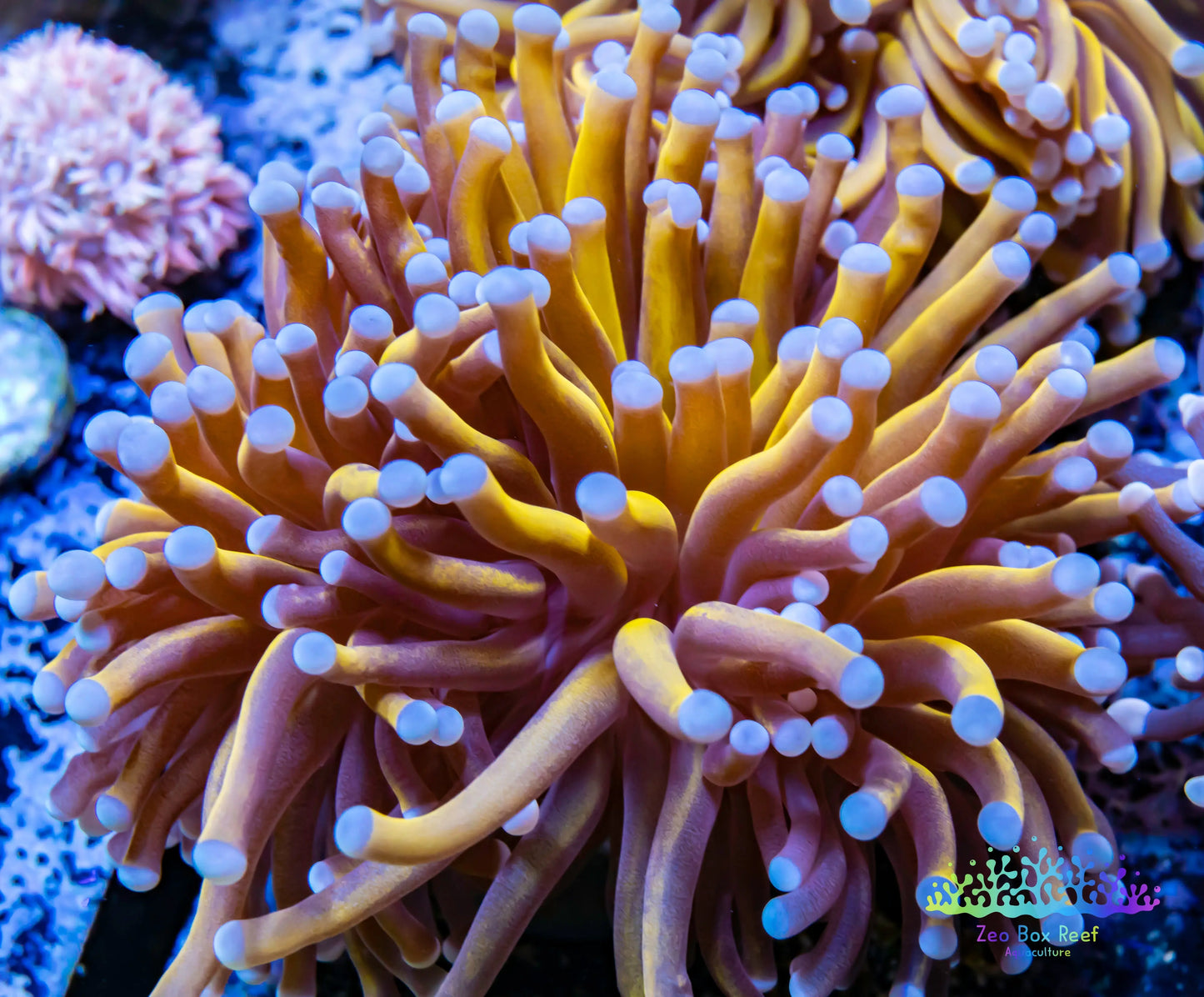 Euphyllia Glabrescens Coral- LPS- Blue Tip 24K Gold Torch Coral 8cm WYSIWYG Euphyllia Glabrescens Coral- LPS- Blue Tip 24K Gold Torch Coral 8cm WYSIWYG LPS Euphyllia Glabrescens Coral- LPS- Blue Tip 24K Gold Torch Coral 8cm WYSIWYG Zeo Box Reef