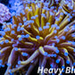 Euphyllia Glabrescens Coral- LPS- Blue Tip 24K Gold Torch Coral 8cm WYSIWYG Euphyllia Glabrescens Coral- LPS- Blue Tip 24K Gold Torch Coral 8cm WYSIWYG LPS Euphyllia Glabrescens Coral- LPS- Blue Tip 24K Gold Torch Coral 8cm WYSIWYG Zeo Box Reef