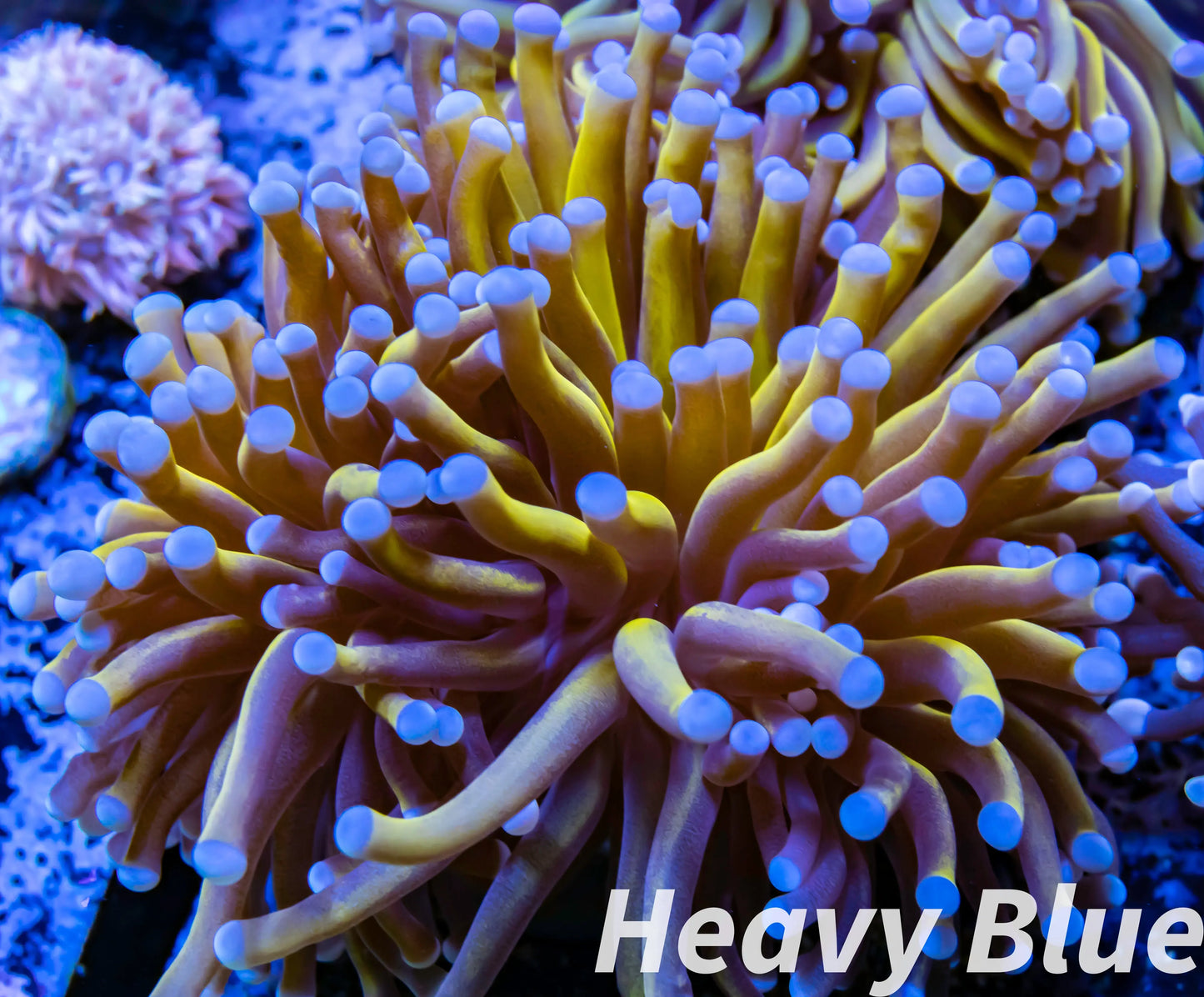 Euphyllia Glabrescens Coral- LPS- Blue Tip 24K Gold Torch Coral 8cm WYSIWYG Euphyllia Glabrescens Coral- LPS- Blue Tip 24K Gold Torch Coral 8cm WYSIWYG LPS Euphyllia Glabrescens Coral- LPS- Blue Tip 24K Gold Torch Coral 8cm WYSIWYG Zeo Box Reef