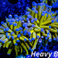 Euphyllia Glabrescens Coral- LPS- Blue Tip 24K Gold Torch Coral WYSIWYG Euphyllia Glabrescens Coral- LPS- Blue Tip 24K Gold Torch Coral WYSIWYG LPS Euphyllia Glabrescens Coral- LPS- Blue Tip 24K Gold Torch Coral WYSIWYG Zeo Box Reef