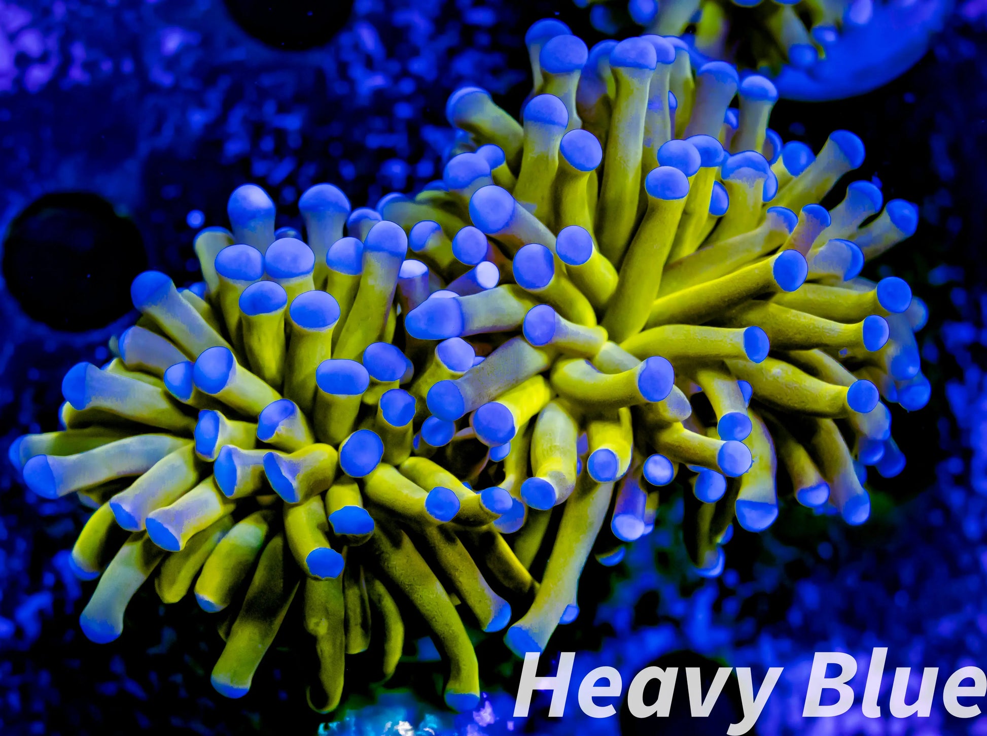 Euphyllia Glabrescens Coral- LPS- Blue Tip 24K Gold Torch Coral WYSIWYG Euphyllia Glabrescens Coral- LPS- Blue Tip 24K Gold Torch Coral WYSIWYG LPS Euphyllia Glabrescens Coral- LPS- Blue Tip 24K Gold Torch Coral WYSIWYG Zeo Box Reef