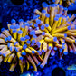 Euphyllia Glabrescens Coral- LPS- Blue Tip 24K Gold Torch Coral WYSIWYG Euphyllia Glabrescens Coral- LPS- Blue Tip 24K Gold Torch Coral WYSIWYG LPS Euphyllia Glabrescens Coral- LPS- Blue Tip 24K Gold Torch Coral WYSIWYG Zeo Box Reef