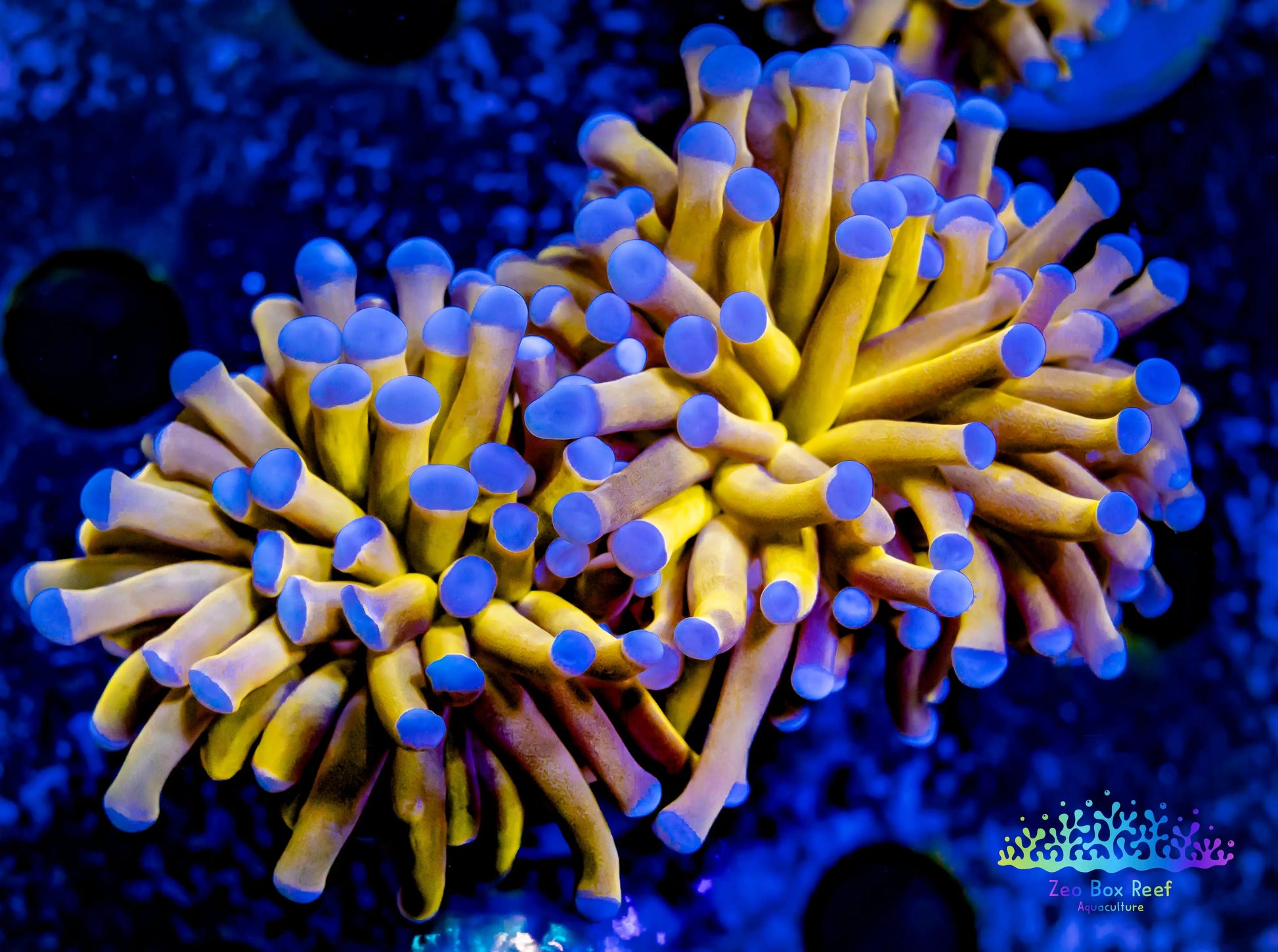 Euphyllia Glabrescens Coral- LPS- Blue Tip 24K Gold Torch Coral WYSIWYG Euphyllia Glabrescens Coral- LPS- Blue Tip 24K Gold Torch Coral WYSIWYG LPS Euphyllia Glabrescens Coral- LPS- Blue Tip 24K Gold Torch Coral WYSIWYG Zeo Box Reef