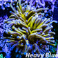 Euphyllia Glabrescens Coral- LPS- NY Knicks Gold Torch Coral 7cm WYSIWYG Euphyllia Glabrescens Coral- LPS- NY Knicks Gold Torch Coral 7cm WYSIWYG LPS Euphyllia Glabrescens Coral- LPS- NY Knicks Gold Torch Coral 7cm WYSIWYG Zeo Box Reef