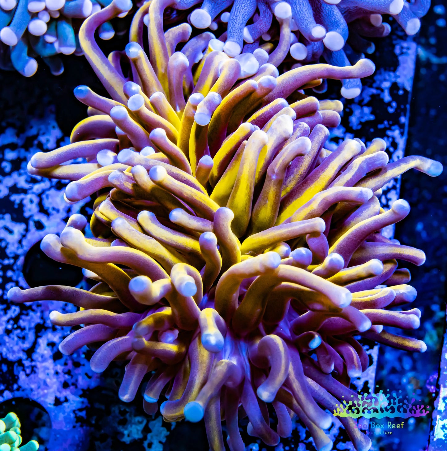 Euphyllia Glabrescens Coral- LPS- NY Knicks Gold Torch Coral 7cm WYSIWYG Euphyllia Glabrescens Coral- LPS- NY Knicks Gold Torch Coral 7cm WYSIWYG LPS Euphyllia Glabrescens Coral- LPS- NY Knicks Gold Torch Coral 7cm WYSIWYG Zeo Box Reef