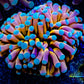 Euphyllia Glabrescens Coral- LPS- Teal Tip Gold Torch Coral 8cm WYSIWYG Euphyllia Glabrescens Coral- LPS- Teal Tip Gold Torch Coral 8cm WYSIWYG LPS Euphyllia Glabrescens Coral- LPS- Teal Tip Gold Torch Coral 8cm WYSIWYG Zeo Box Reef