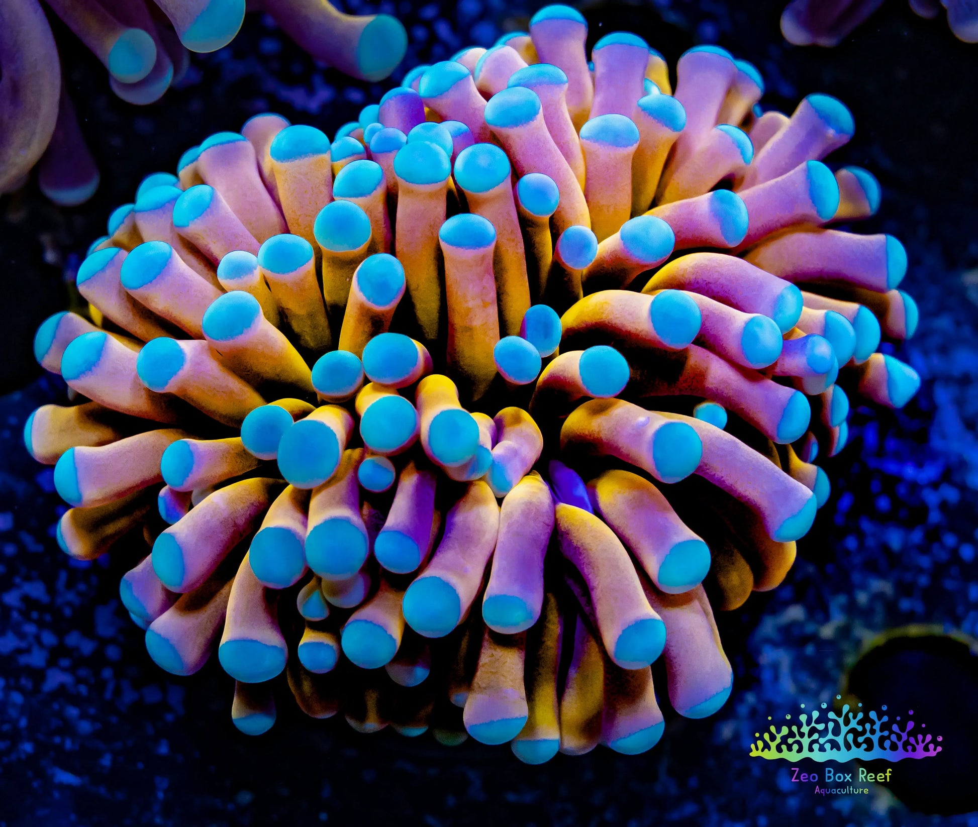Euphyllia Glabrescens Coral- LPS- Teal Tip Gold Torch Coral 8cm WYSIWYG Euphyllia Glabrescens Coral- LPS- Teal Tip Gold Torch Coral 8cm WYSIWYG LPS Euphyllia Glabrescens Coral- LPS- Teal Tip Gold Torch Coral 8cm WYSIWYG Zeo Box Reef