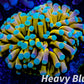 Euphyllia Glabrescens Coral- LPS- Teal Tip Gold Torch Coral 8cm WYSIWYG Euphyllia Glabrescens Coral- LPS- Teal Tip Gold Torch Coral 8cm WYSIWYG LPS Euphyllia Glabrescens Coral- LPS- Teal Tip Gold Torch Coral 8cm WYSIWYG Zeo Box Reef