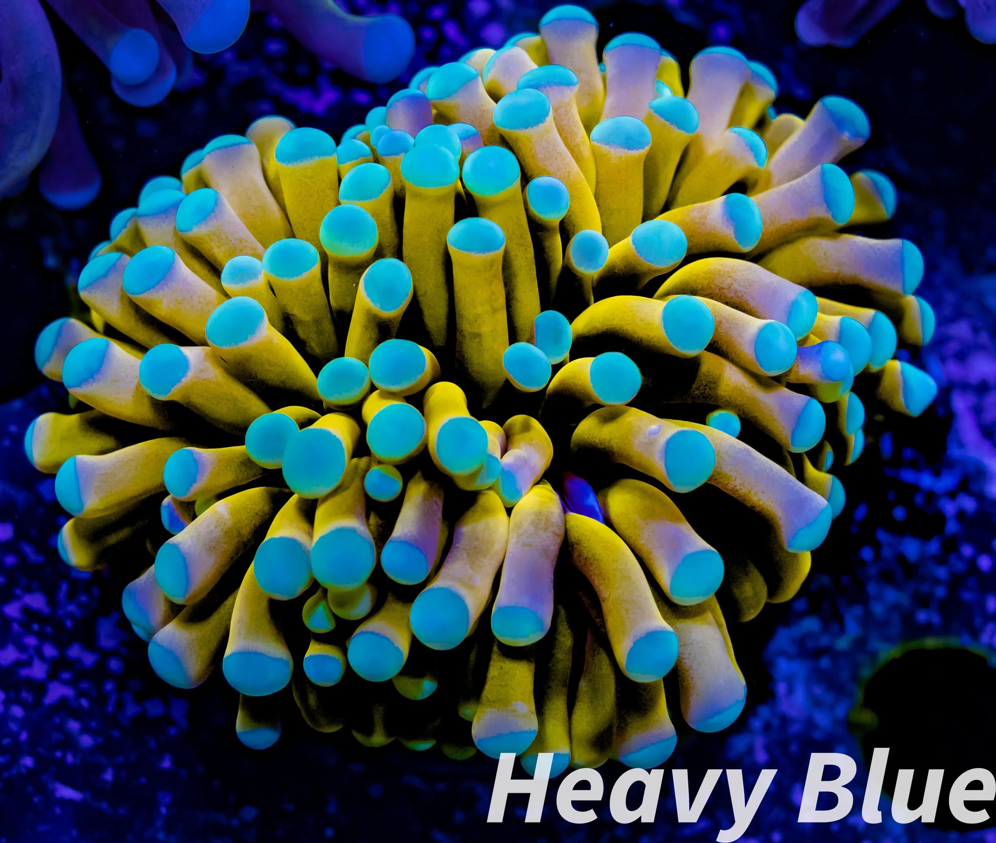 Euphyllia Glabrescens Coral- LPS- Teal Tip Gold Torch Coral 8cm WYSIWYG Euphyllia Glabrescens Coral- LPS- Teal Tip Gold Torch Coral 8cm WYSIWYG LPS Euphyllia Glabrescens Coral- LPS- Teal Tip Gold Torch Coral 8cm WYSIWYG Zeo Box Reef