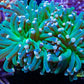 Euphyllia Glabrescens Coral- LPS- Torch Coral 8cm WYSIWYG Euphyllia Glabrescens Coral- LPS- Torch Coral 8cm WYSIWYG LPS Euphyllia Glabrescens Coral- LPS- Torch Coral 8cm WYSIWYG Zeo Box Reef