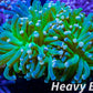 Euphyllia Glabrescens Coral- LPS- Torch Coral 8cm WYSIWYG Euphyllia Glabrescens Coral- LPS- Torch Coral 8cm WYSIWYG LPS Euphyllia Glabrescens Coral- LPS- Torch Coral 8cm WYSIWYG Zeo Box Reef