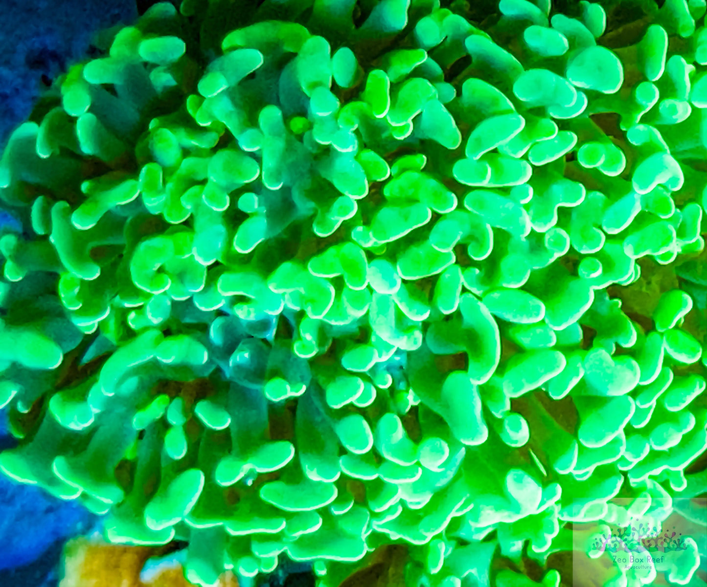 Euphyllia ancora Coral- LPS - Ultra Toxic Green Hammer Euphyllia ancora Coral- LPS - Ultra Toxic Green Hammer  Euphyllia ancora Coral- LPS - Ultra Toxic Green Hammer Zeo Box Reef