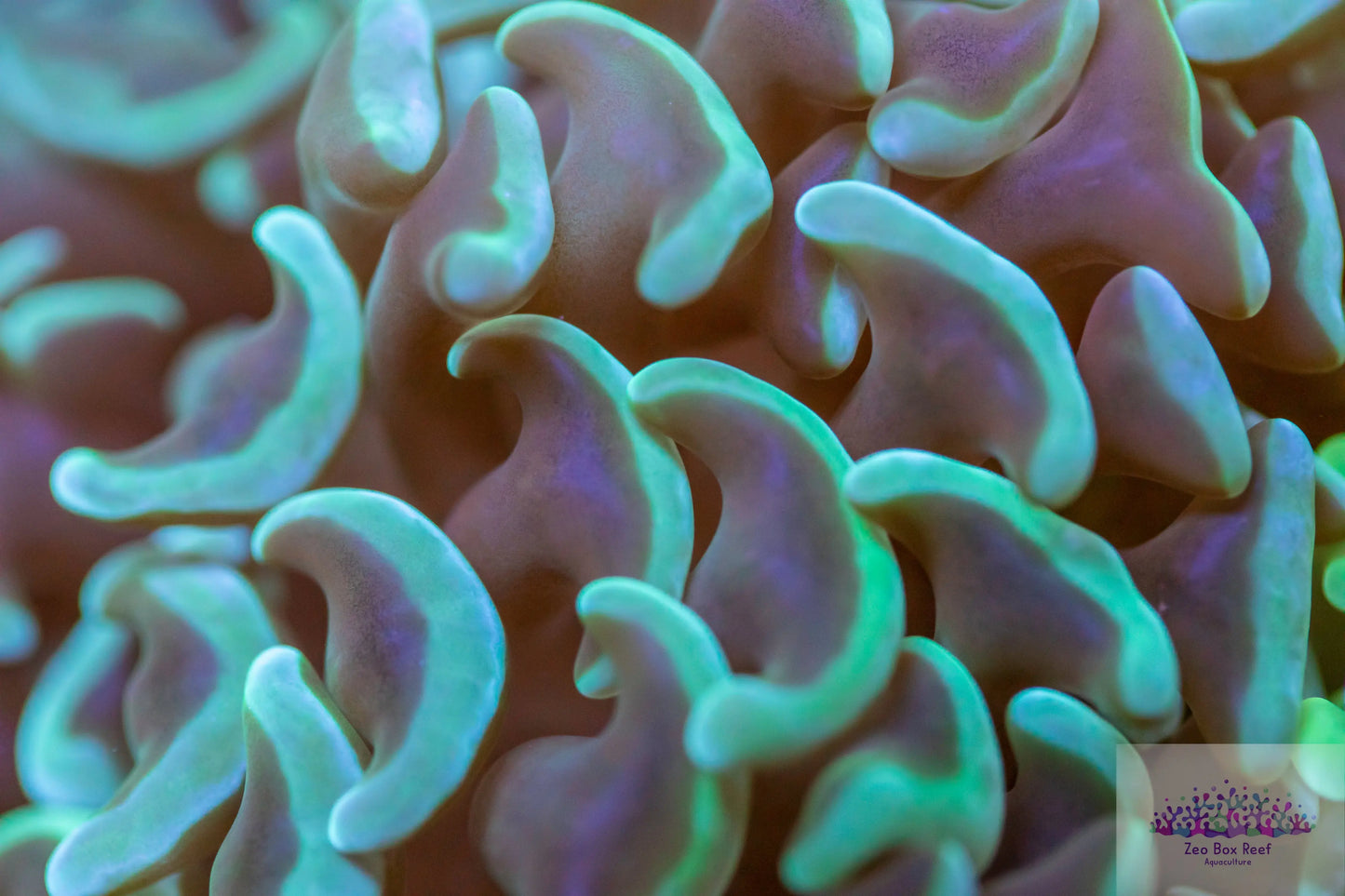 Euphyllia ancora Coral- LPS- Teal Tip Hammer Euphyllia ancora Coral- LPS- Teal Tip Hammer  Euphyllia ancora Coral- LPS- Teal Tip Hammer Zeo Box Reef