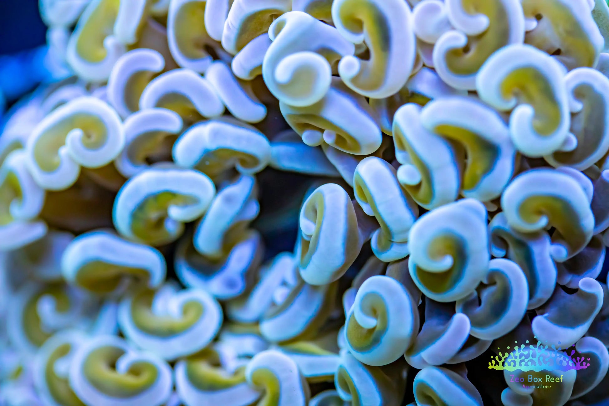 Euphyllia ancora Coral- LPS Gold Stem Hammer Euphyllia ancora Coral- LPS Gold Stem Hammer  Euphyllia ancora Coral- LPS Gold Stem Hammer Zeo Box Reef