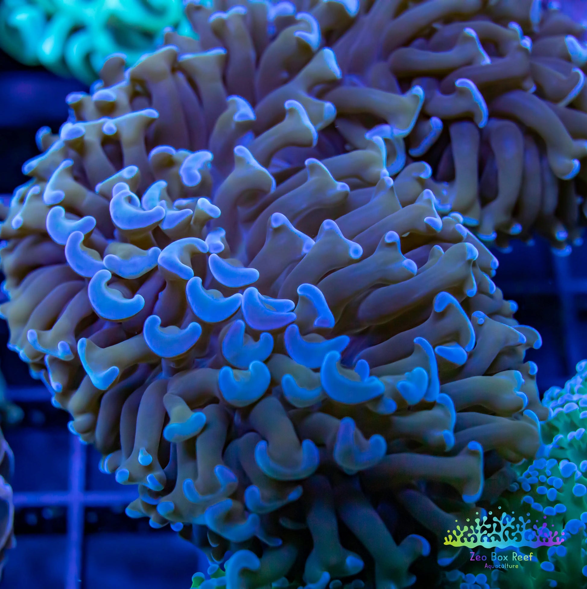 Euphyllia ancora Coral- LPS Hammer WYSIWYG 6cm Euphyllia ancora Coral- LPS Hammer WYSIWYG 6cm  Euphyllia ancora Coral- LPS Hammer WYSIWYG 6cm Zeo Box Reef