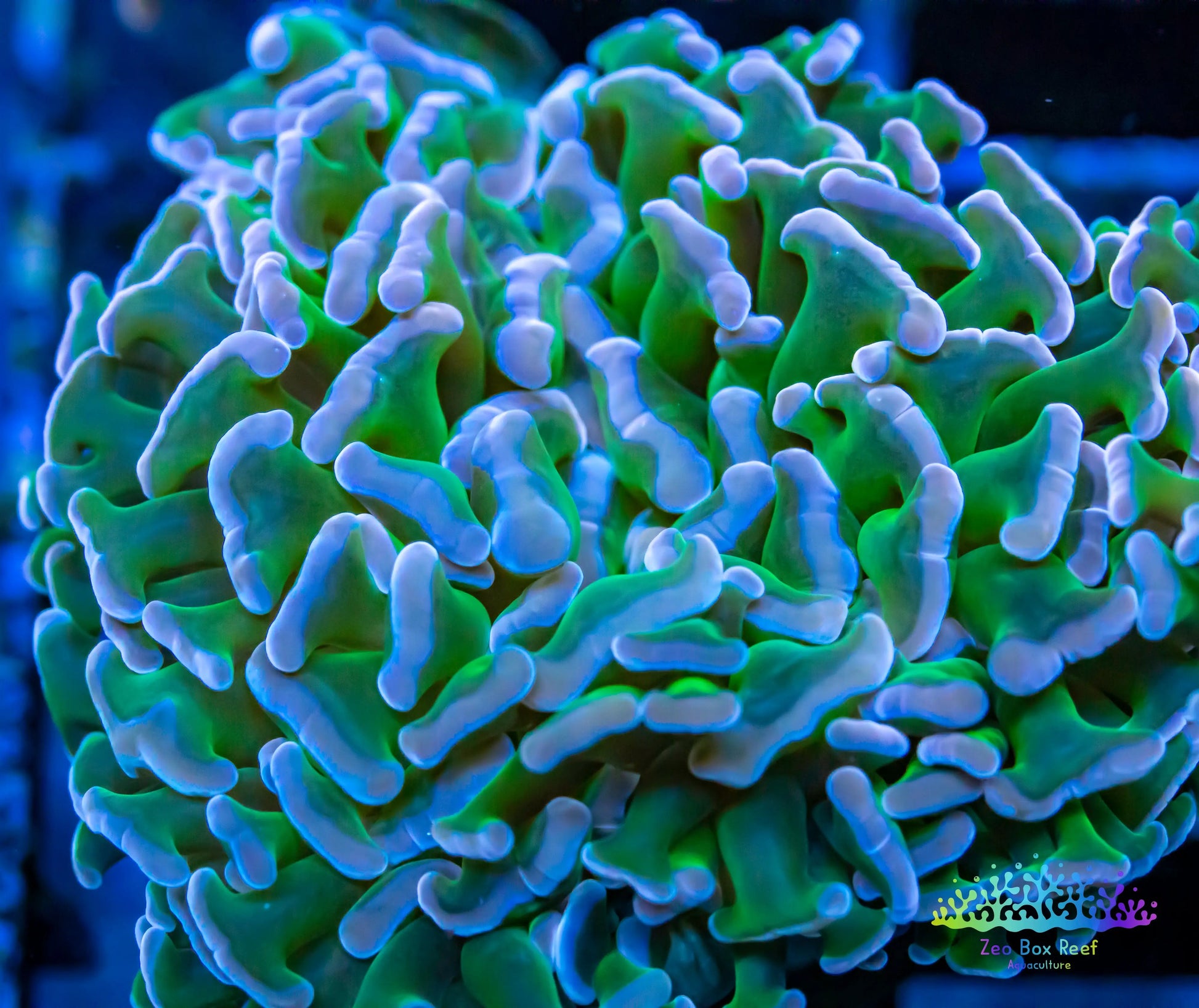 Euphyllia ancora Coral- LPS Hammer coral WYSIWYG Euphyllia ancora Coral- LPS Hammer coral WYSIWYG  Euphyllia ancora Coral- LPS Hammer coral WYSIWYG Zeo Box Reef