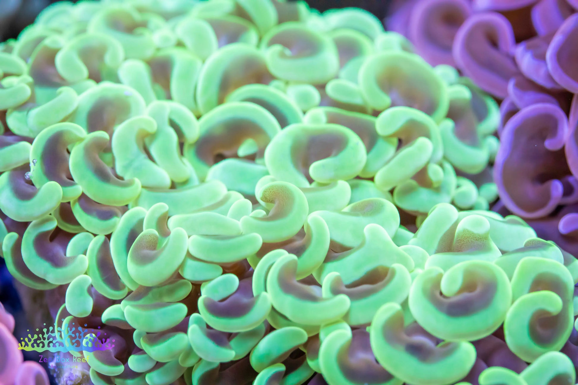 Euphyllia ancora Coral- LPS Hammer coral WYSIWYG Euphyllia ancora Coral- LPS Hammer coral WYSIWYG LPS Coral Euphyllia ancora Coral- LPS Hammer coral WYSIWYG Zeo Box Reef