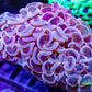 Euphyllia ancora Coral- LPS Hammer coral WYSIWYG Euphyllia ancora Coral- LPS Hammer coral WYSIWYG  Euphyllia ancora Coral- LPS Hammer coral WYSIWYG Zeo Box Reef